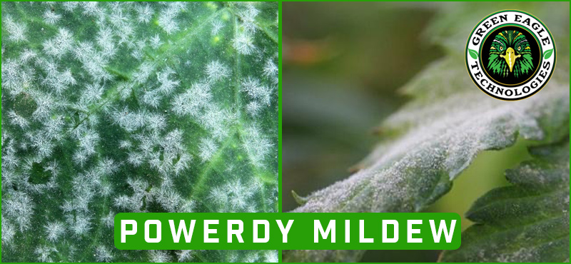 Fight Powdery Mildew with Defender PM